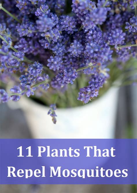 11 Plants That Repel Mosquitoes Viral pictures of the ...