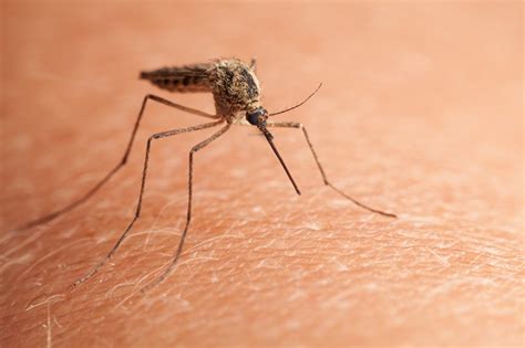 11 remedios naturales efectivos para alejar a los mosquitos