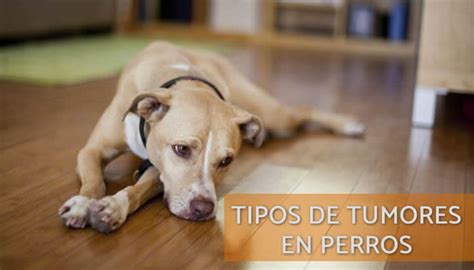 11 Tipos de Tumores, Bultos y Quistes Comunes en Perros