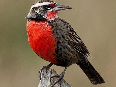 113 tendencias de Aves Chilenas para explorar | Aves, Aves de chile y ...