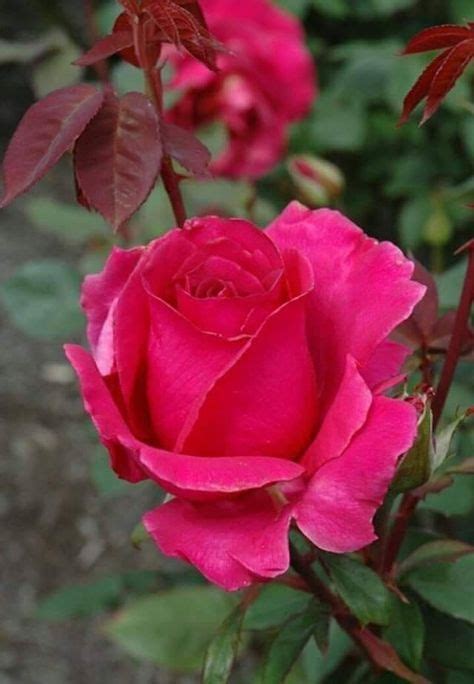 1132 mejores imágenes de Bellas rosas | Beautiful flowers, Beautiful ...
