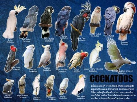 114 best images about Parrots on Pinterest