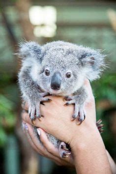 114 mejores imágenes de Koala bebés en 2019 | Baby koala ...