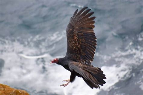 12 Aves carroñeras  pájaros que comen animales muertos    UDOE