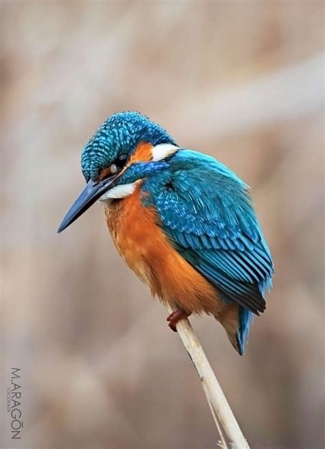 12 aves de la península ibérica | Blog