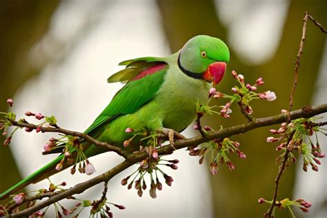 12 Aves Exóticas Más Asombrosas Y Extrañas Del Mundo ...