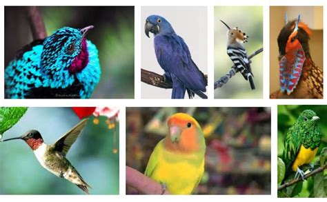 12 Aves Exóticas más Asombrosas y Raras del Mundo