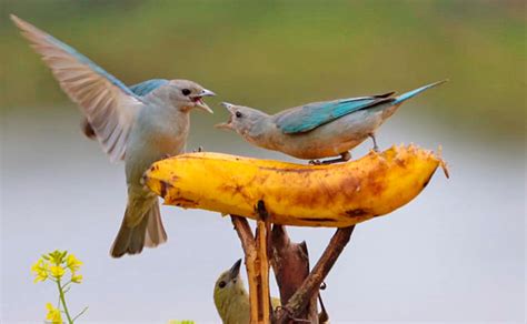 12 Beneficios de Alimentar Aves Silvestres en tu Jardín   Avian Report ...