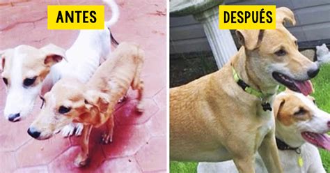 12 fotografías de perros antes y después de ser adoptados que ...