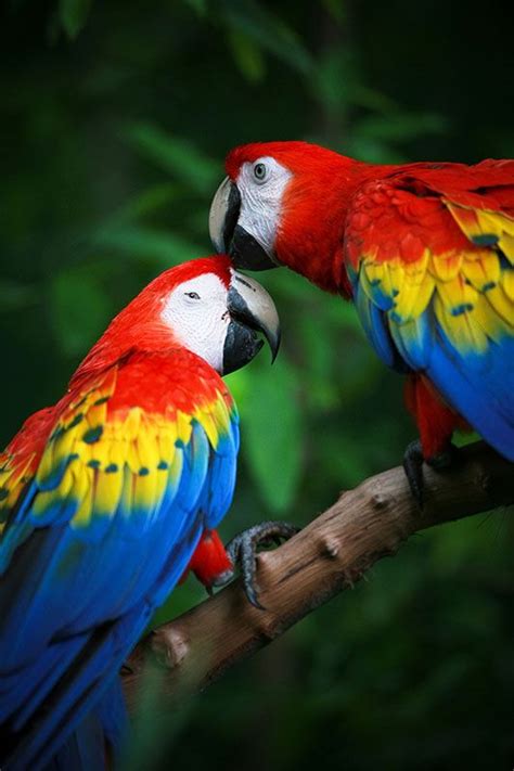 12 fotos espectaculares y coloridas de guacamayas | Fotos ...