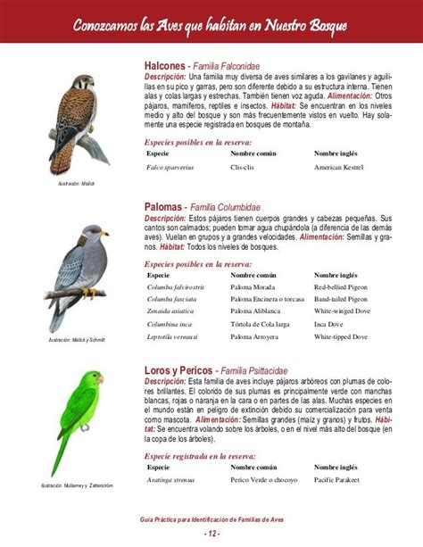 12 guia identificacion_de_aves_0913