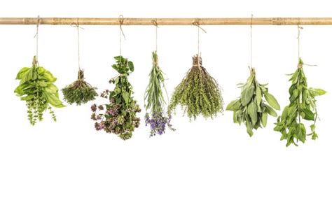 12 hierbas aromáticas imprescindibles para cocinar ...