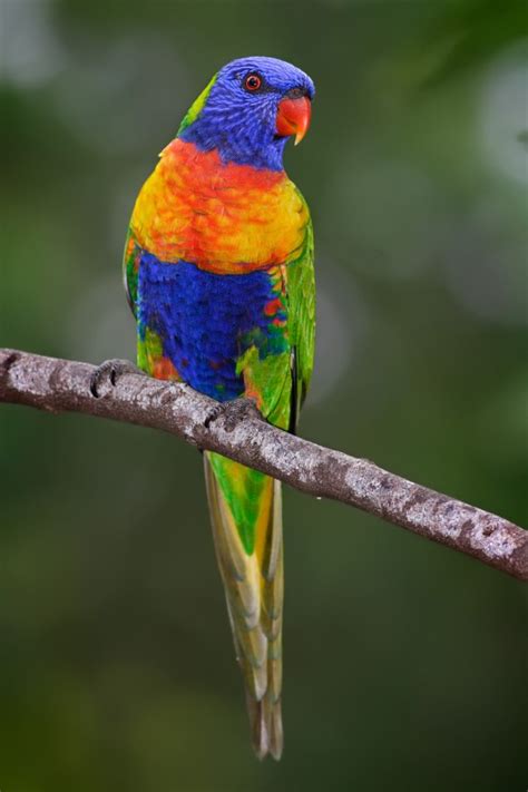 12 Most Amazing Exotic Birds   exotic birds, weird birds ...