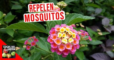 12 plantas que son repelentes de mosquitos caseros   Cosas del Jardin ...