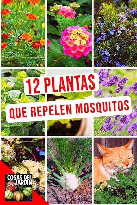 12 plantas que son repelentes de mosquitos caseros   Cosas ...