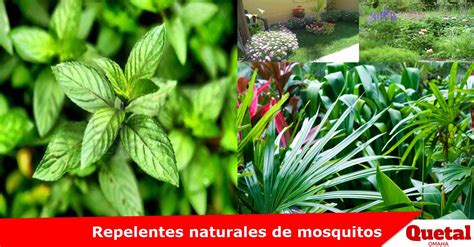12 plantas repelentes de mosquitos | Noticias Omaha en ...