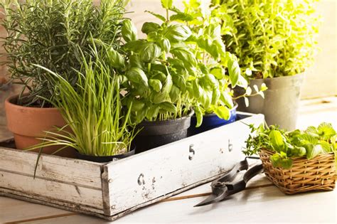12 Plants That Repel Mosquitoes | Growing herbs indoors ...