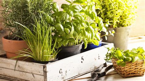 12 Plants That Repel Mosquitoes | Growing herbs indoors ...