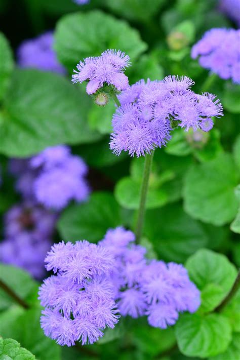 12 Plants That Repel Mosquitoes   Natural Mosquito ...