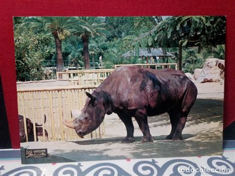 12 postales antiguas zoo de barcelona  copito d   Comprar ...