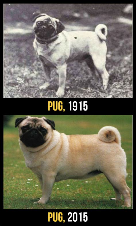 12 Razas de perros y como han evolucionado en100 años   Taringa!