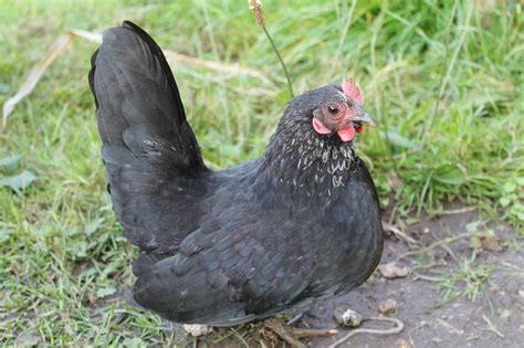 12 Small Chicken Breeds  Breed Guide + Pictures  | Know ...