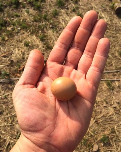 12 Tipos de huevos de lo más extraños puestos por gallinas   Info ...