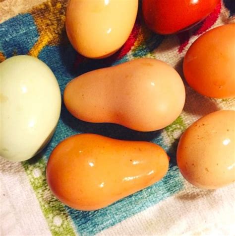 12 Tipos de huevos de lo más extraños que han sido puestos por Gallinas ...