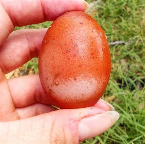 12 Tipos de huevos de lo más extraños que han sido puestos por Gallinas ...