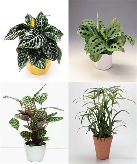 120 best Plantas de interior   Indoor plants images on ...