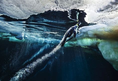 125 Aniversario en ‘National Geographic’: las fotos más impactantes ...