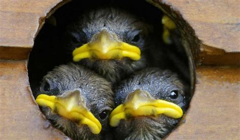 13 adorables fotos de pájaros bebés que necesitas ver   ¿Lo Sabías?