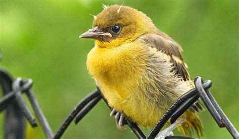 13 adorables fotos de pájaros bebés que necesitas ver