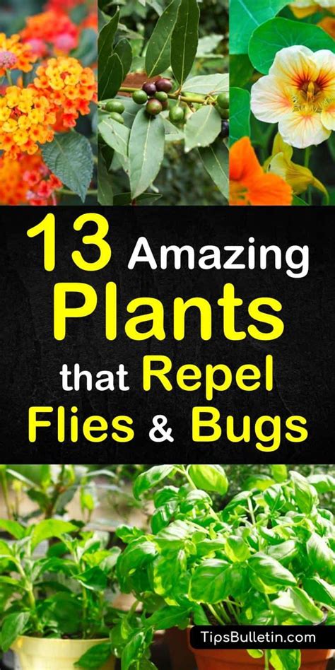 13 Amazing Plants that Repel Flies and Bugs | Plants that ...