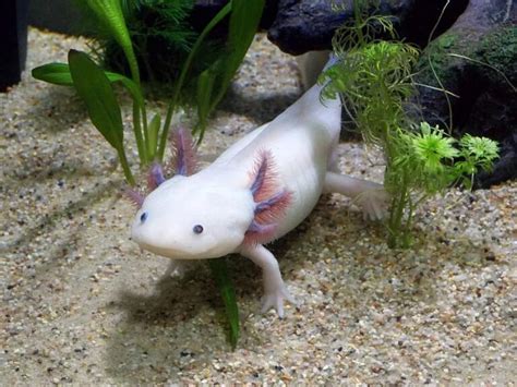 13 Different Axolotl Colors, One of Which Is Worth $2k ...