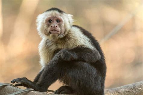 13 Different Types of Monkeys from Around the World