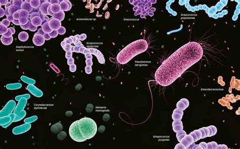 13 Doenças causadas por bactérias   Sintomas, tratamento, prevenção