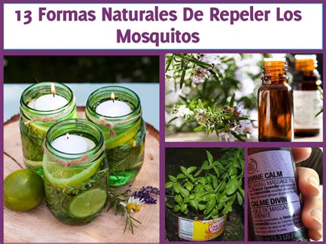 13 Formas Naturales Para Repeler Los Mosquitos   La Guía ...