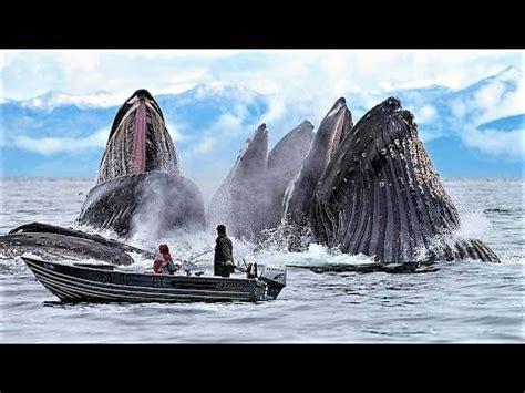 13 Incredible Whale Photos   YouTube