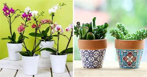 13 Plantas decorativas para el interior del hogar que son muy fáciles ...