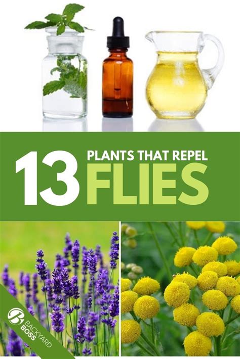 13 Plants That Repel Flies | Plants that repel flies, Fly ...