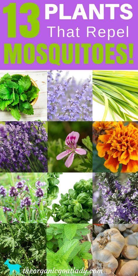 13 Plants That Repel Mosquitoes! Mosquito Repellent ...