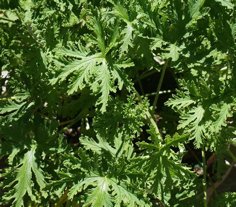 13 Plants That Repel Mosquitoes!   The Organic Goat Lady