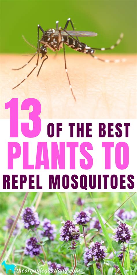 13 Plants That Repel Mosquitoes! The Organic Goat Lady ...