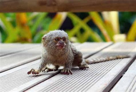 13 razas de monos pequeños con ojos grandes y bonitos  ¡algunos pueden ...