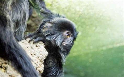 13 razas de monos pequeños con ojos grandes y bonitos  ¡algunos pueden ...