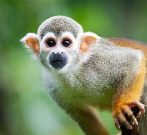 13 razas de monos pequeños con ojos grandes y bonitos ¡algunos pueden ...