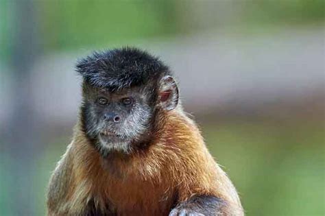 13 Small Monkey Breeds With Big Cute Eyes  Some Can Be Pets ...