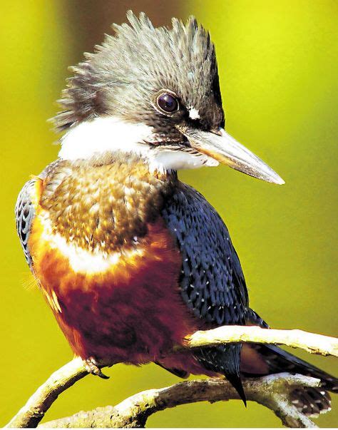 130 ideas de Aves Chilenas | aves, aves de chile, fauna chilena