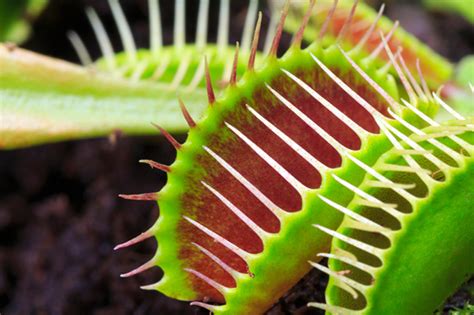 14 Captivating Facts About Carnivorous Plants | Mental Floss